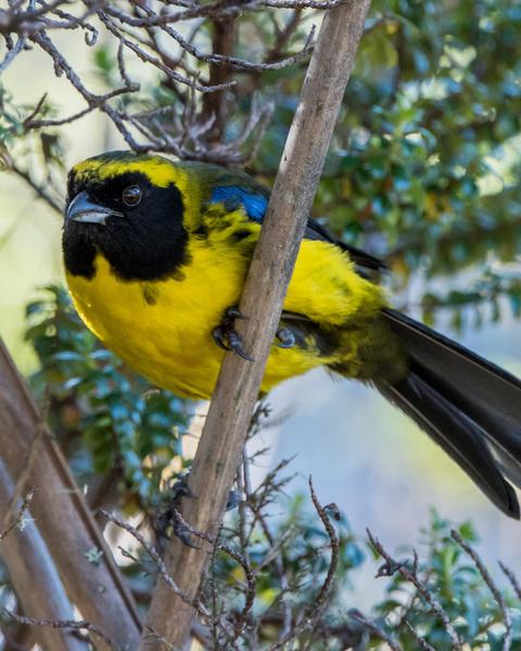 Masked Mountain-Tanager