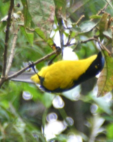 Black-cheeked Mountain-Tanager