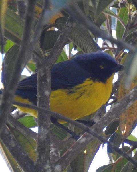 Black-cheeked Mountain-Tanager