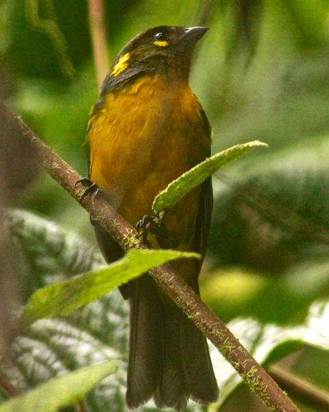 Lacrimose Mountain-Tanager