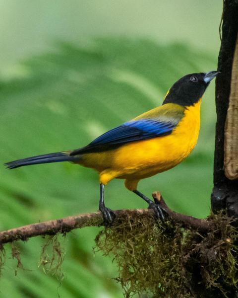 Black-chinned Mountain-Tanager