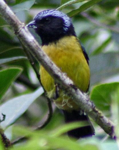 Buff-breasted Mountain-Tanager