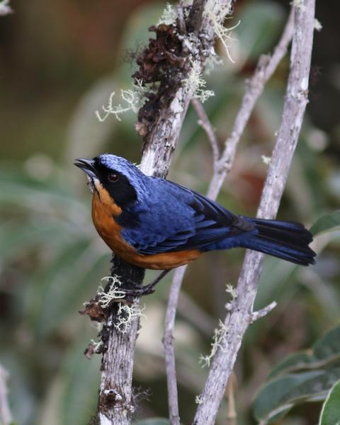 Chestnut-bellied Mountain-Tanager