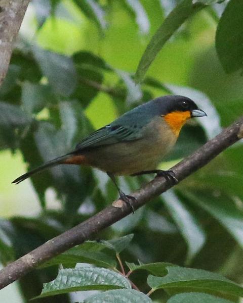 Yellow-throated Tanager