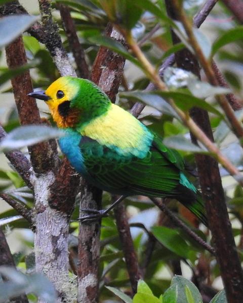 Multicolored Tanager