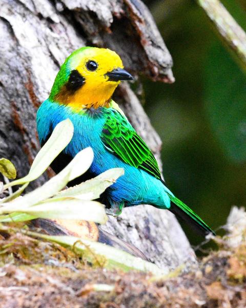 Multicolored Tanager