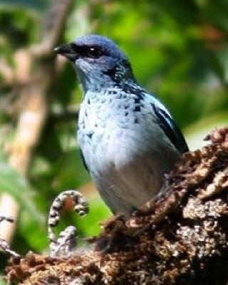 Azure-rumped Tanager