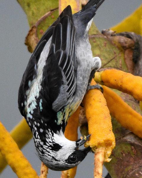 Gray-and-gold Tanager