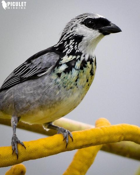 Gray-and-gold Tanager