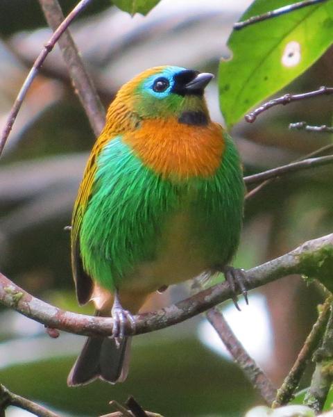 Brassy-breasted Tanager