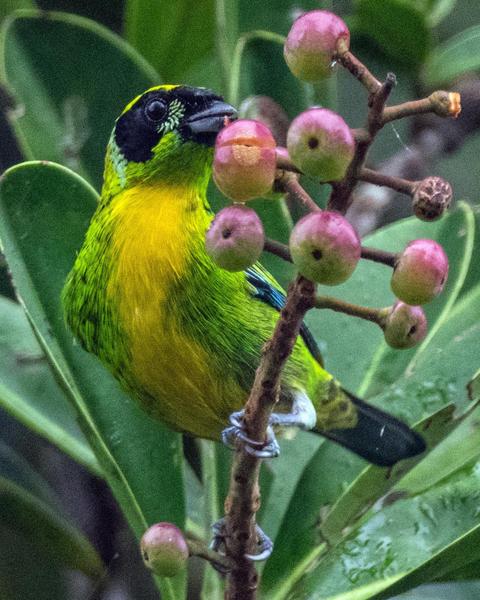 Green-and-gold Tanager
