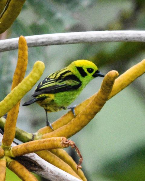 Emerald Tanager