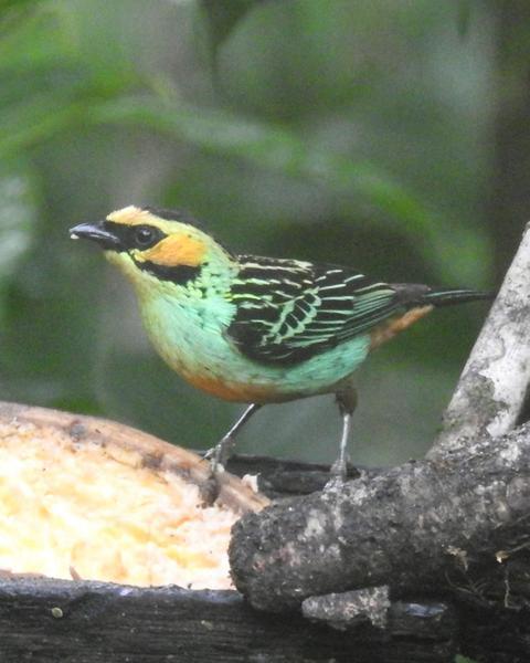 Golden-eared Tanager