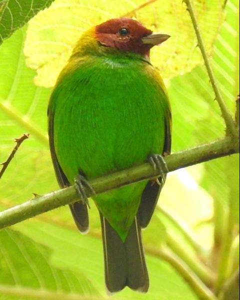 Bay-headed Tanager (Bay-and-green)