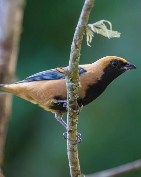 Burnished-buff Tanager