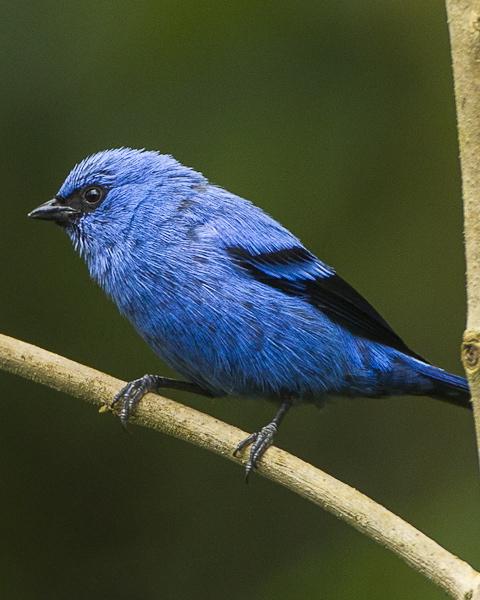 Blue-and-black Tanager