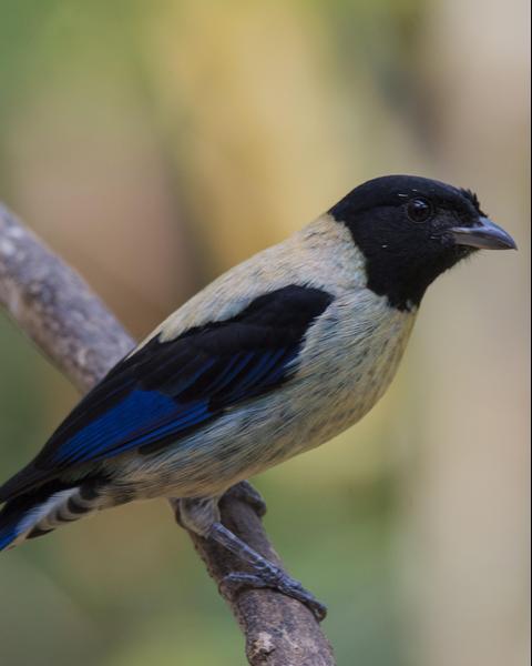 Black-headed Tanager