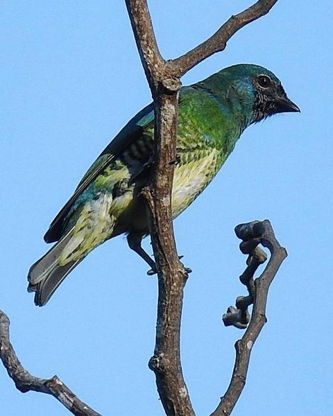 Swallow Tanager