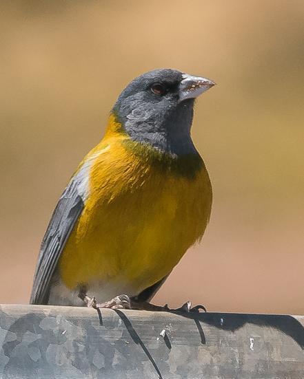 Peruvian Sierra-Finch