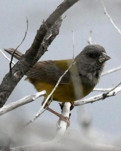 Patagonian Sierra-Finch
