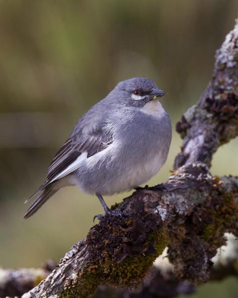 White-winged Diuca-Finch