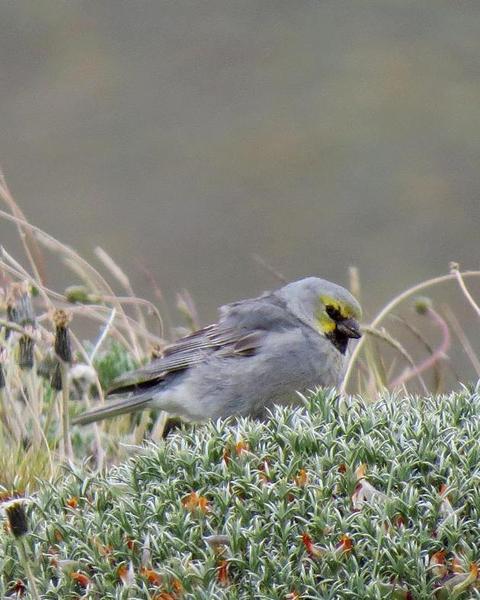 Yellow-bridled Finch