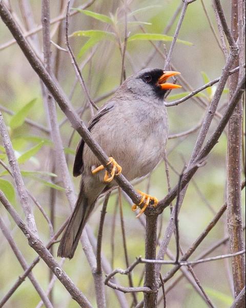 Gray-winged Inca-Finch