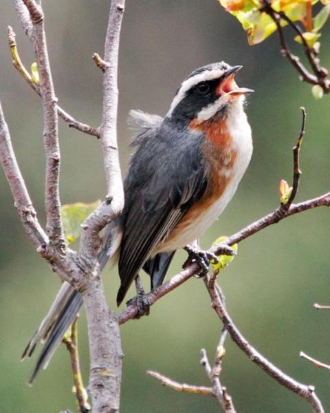 Plain-tailed Warbling-Finch
