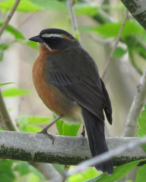 Black-and-rufous Warbling-Finch