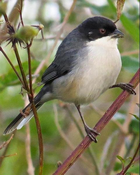 Black-capped Warbling-Finch