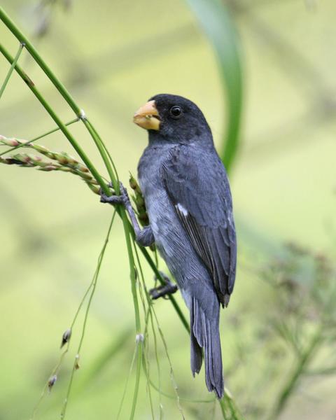 Gray Seedeater