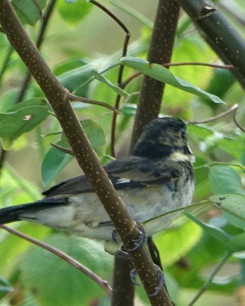 Variable Seedeater