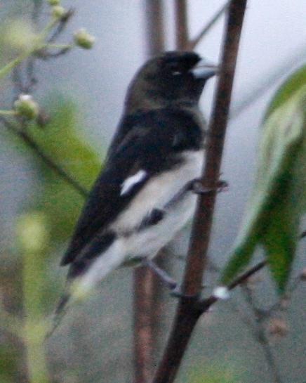 Black-and-white Seedeater