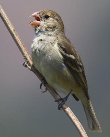 Drab Seedeater