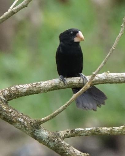 Nicaraguan Seed-Finch