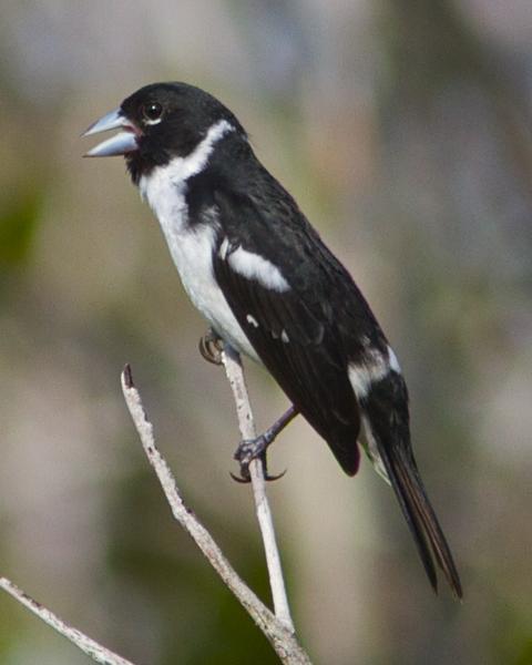 White-naped Seedeater