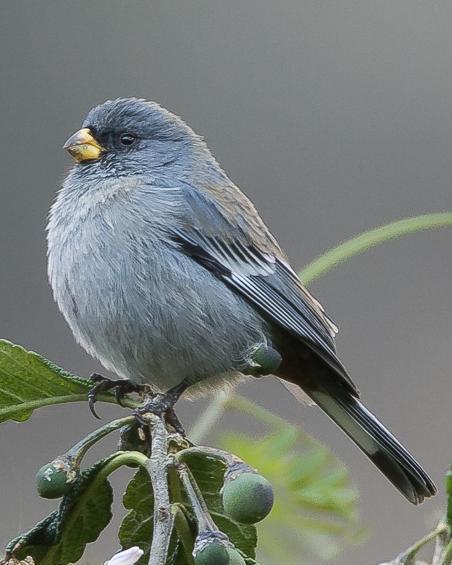 Band-tailed Seedeater