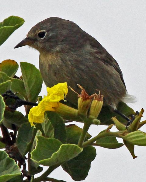Green Warbler-Finch