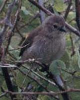 Gray Warbler-Finch