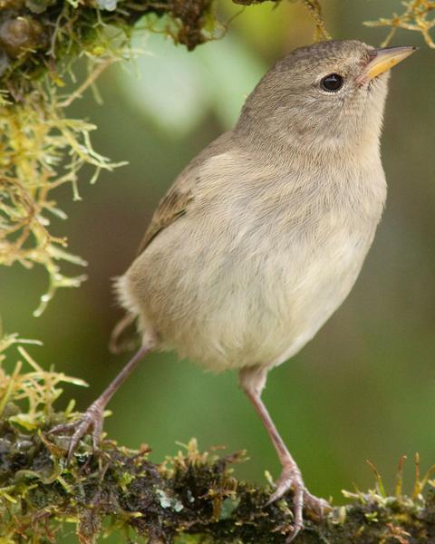 Gray Warbler-Finch