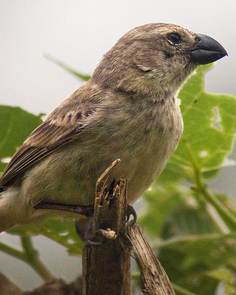 Large Tree-Finch