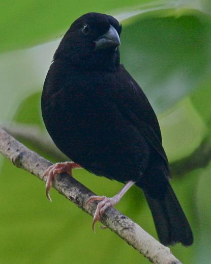 St. Lucia Black Finch