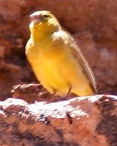 Puna Yellow-Finch