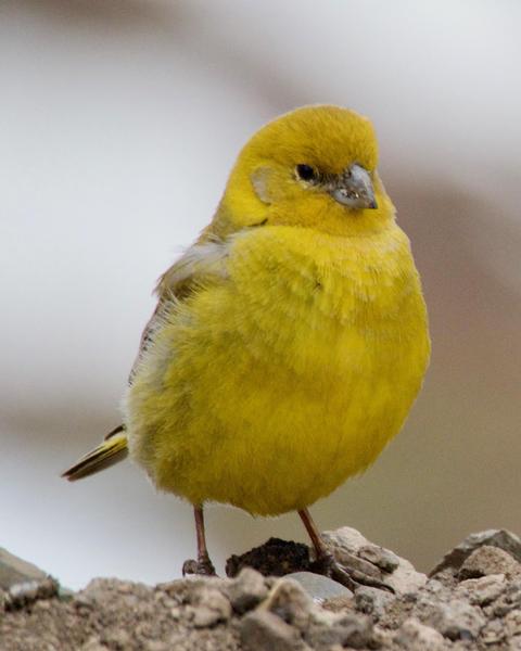 Greater Yellow-Finch