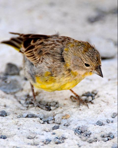 Greenish Yellow-Finch