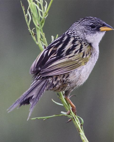 Lesser Grass-Finch