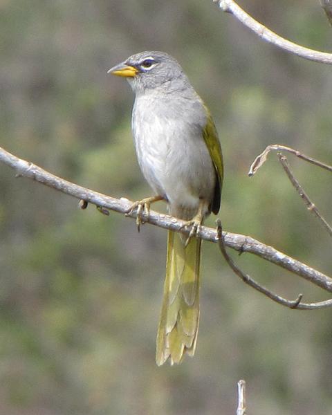 Pale-throated Pampa-Finch