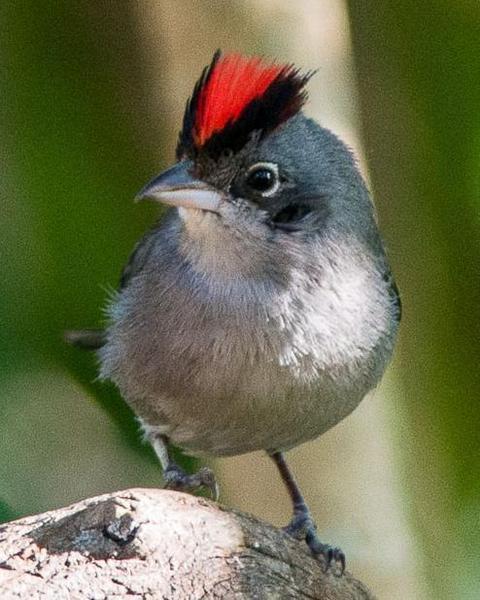 Pileated Finch
