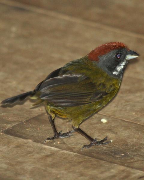 Sooty-faced Finch