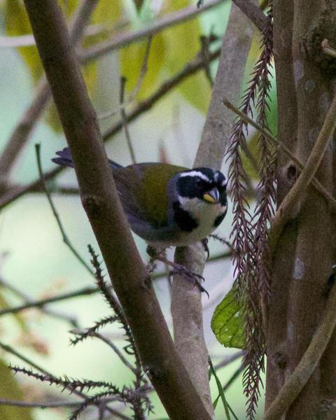 Half-collared Sparrow